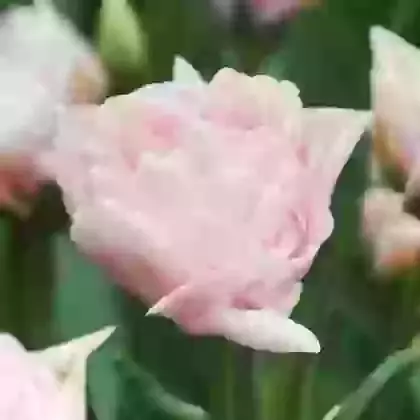 Dreamer